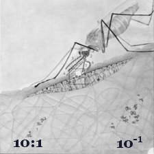 10:1